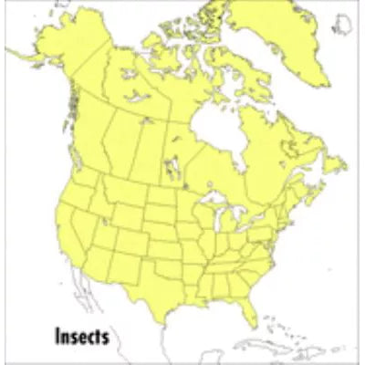 Insects: Field Guide